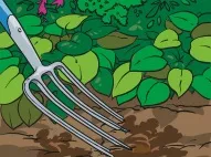 A garden fork applying farmyard manure as a mulch.