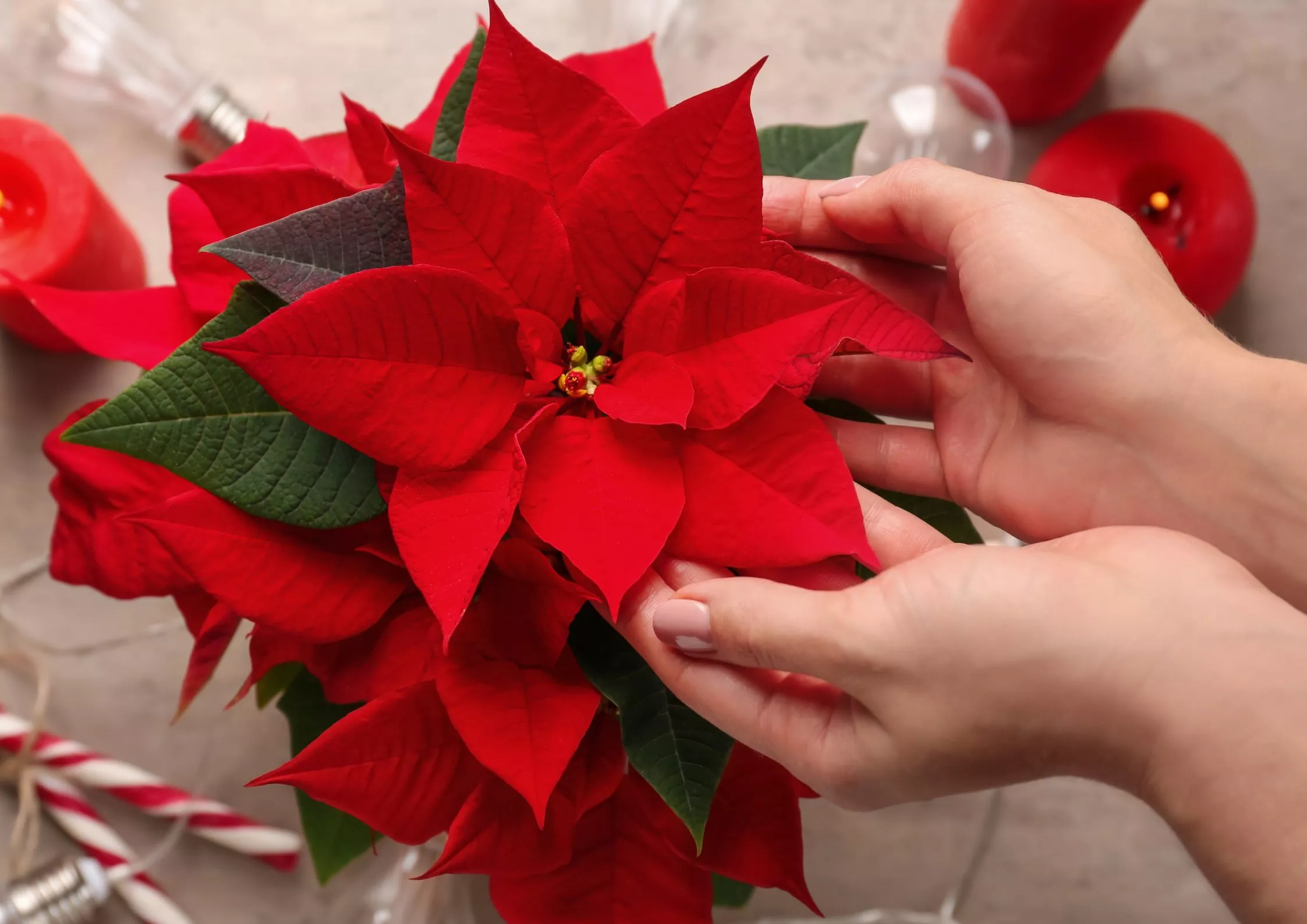 Spread Some Holiday Cheer With These Christmas Houseplants | ehow