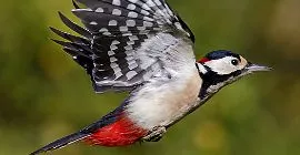 Bird Guide: Great Spotted Woodpecker