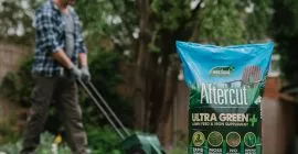 How to feed and condition your lawn