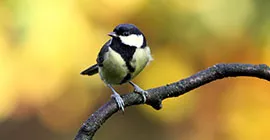 How to Care for the Birds in Autumn