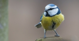 Bird Guide: Blue Tit