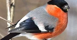 Bird Guide: Bullfinch