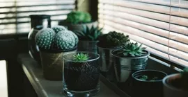 How to care for cacti and succulents