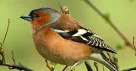 Bird Guide: Chaffinch