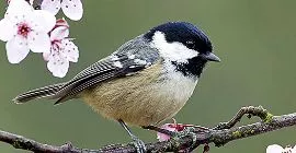 Bird Guide: Coal Tit