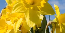 How to Grow Daffodils