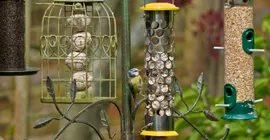 How Often Should you Feed Birds?