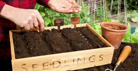 How to Grow Veg from Seed