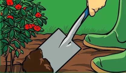 A gardener using a spade to dig a hole for a new plant.