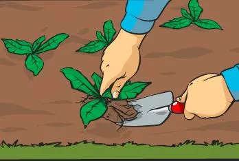 A gardeners removing weeds from a border with a trowel.