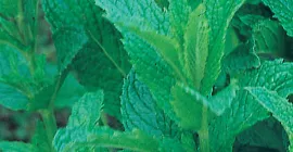 How to Grow Mint