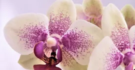 Orchid Colours and Meanings