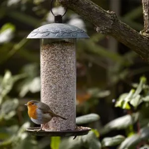 seed and nut mix in a bird feeder