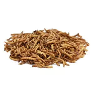 Peckish Mealworms