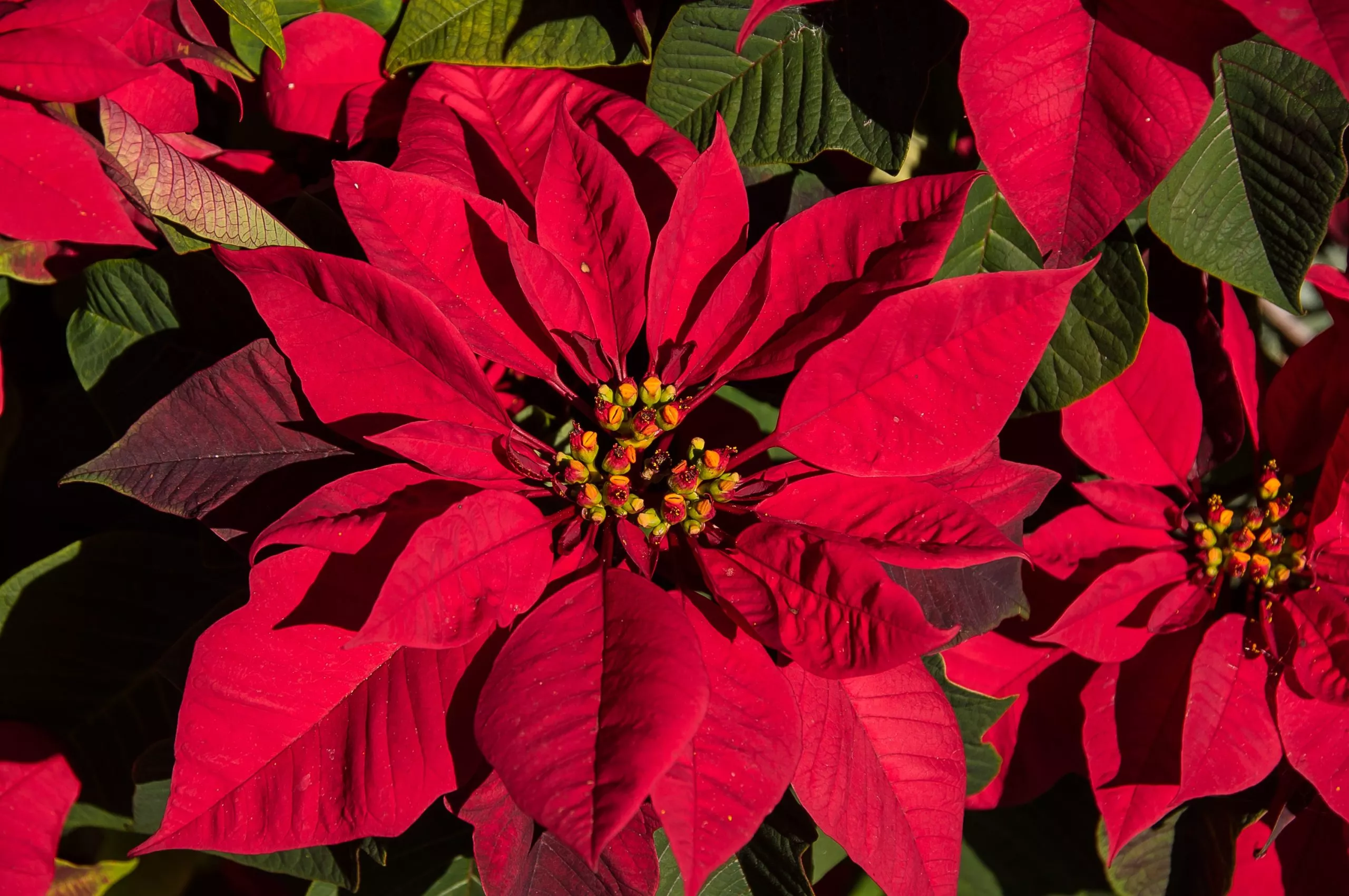 poinsettia