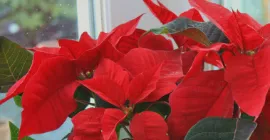 How to Keep Your Christmas Poinsettia Alive