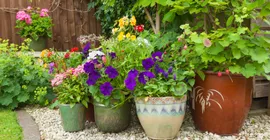 Top Tips to Protecting Plants in Summer