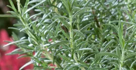 How to Grow Rosemary