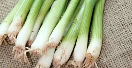 How to Grow Spring Onions