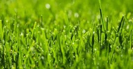 A Clever Guide To Thick Lawns