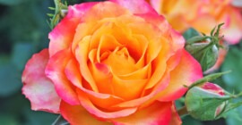 Compost for Specialist Plants