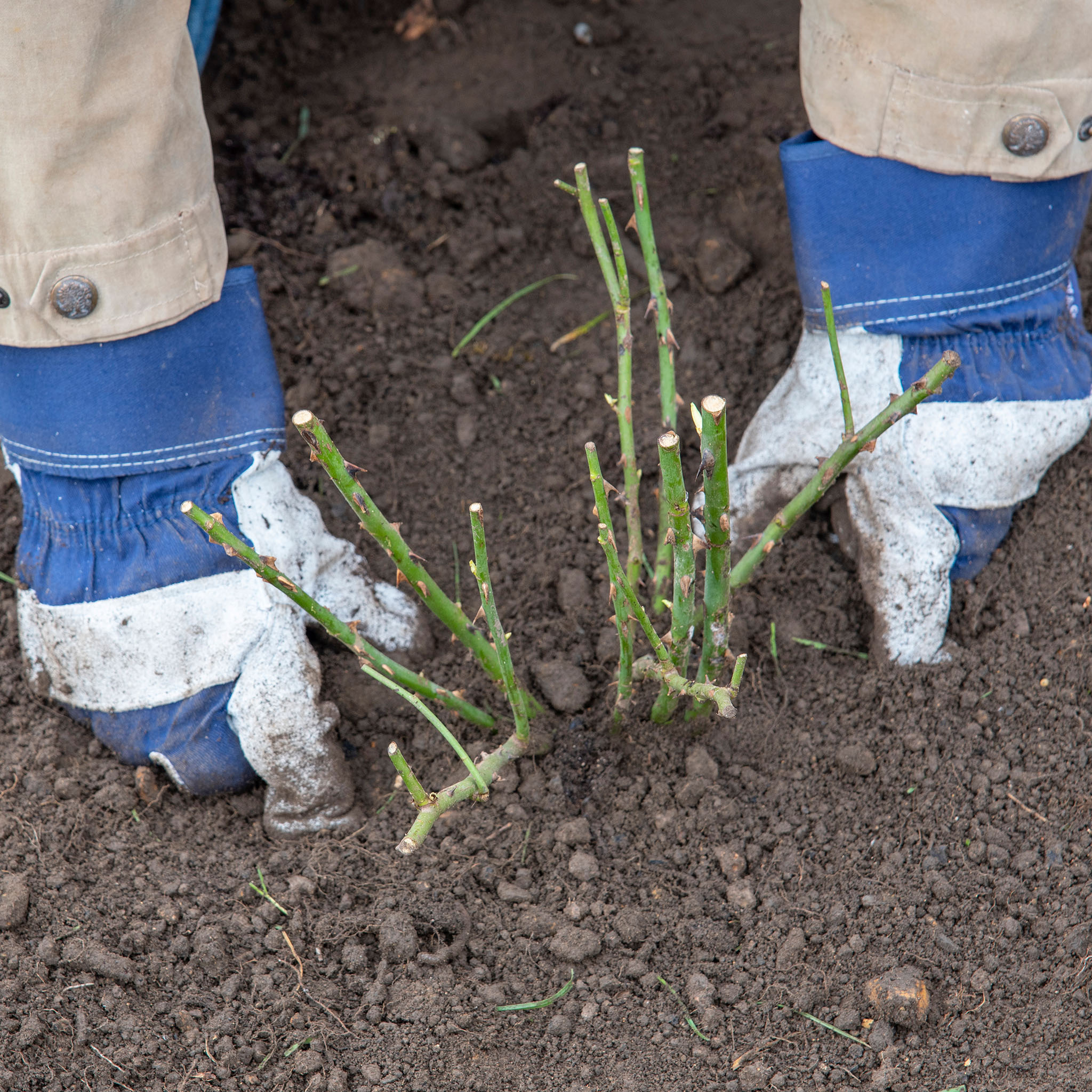 planting a bare root rose in soil how to grow roses