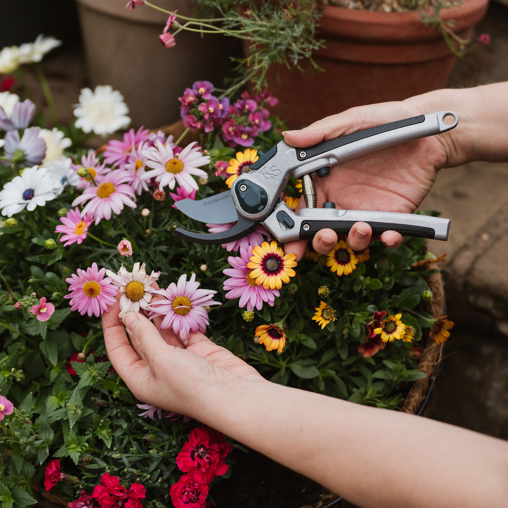 deadheading flowers august gardening jobs
