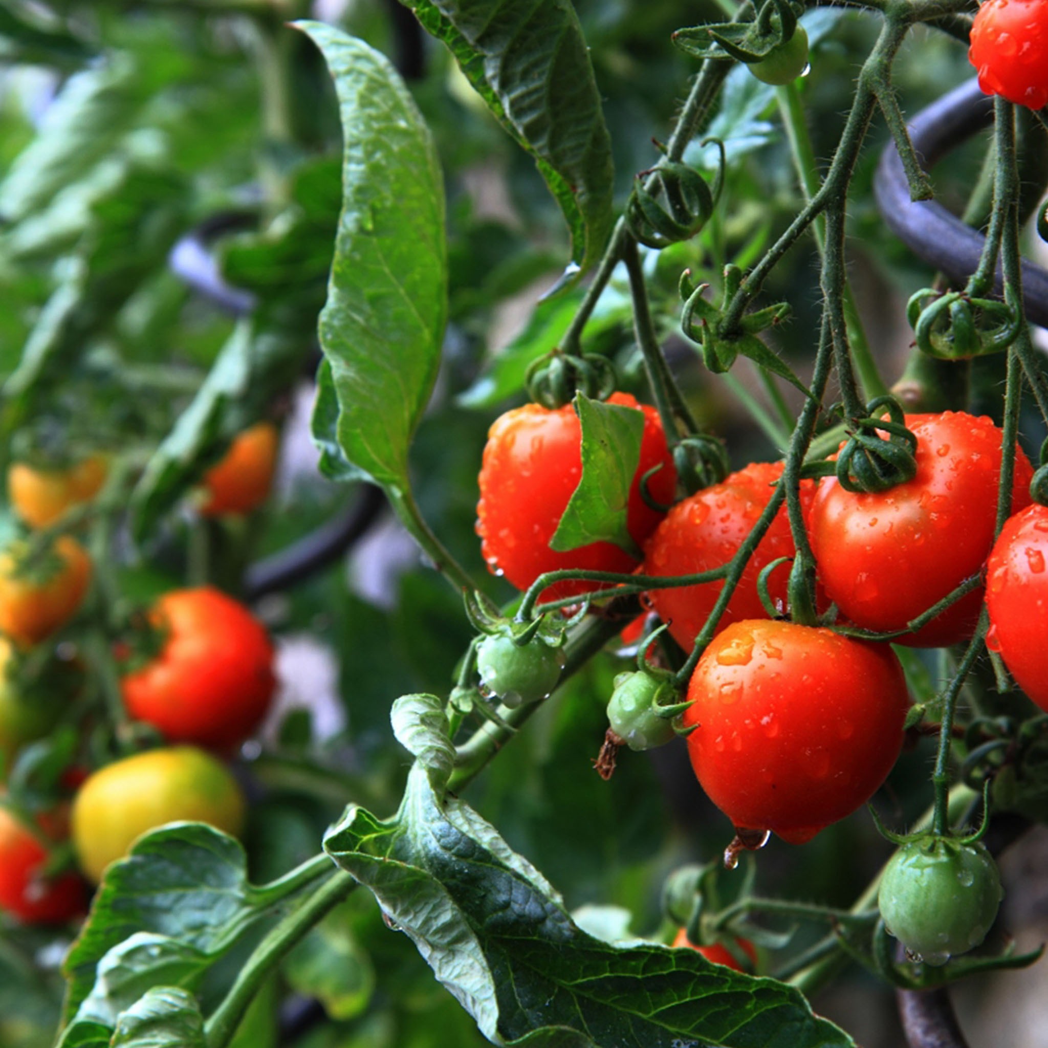 tomatoes growing on vine how to grow tomatoes