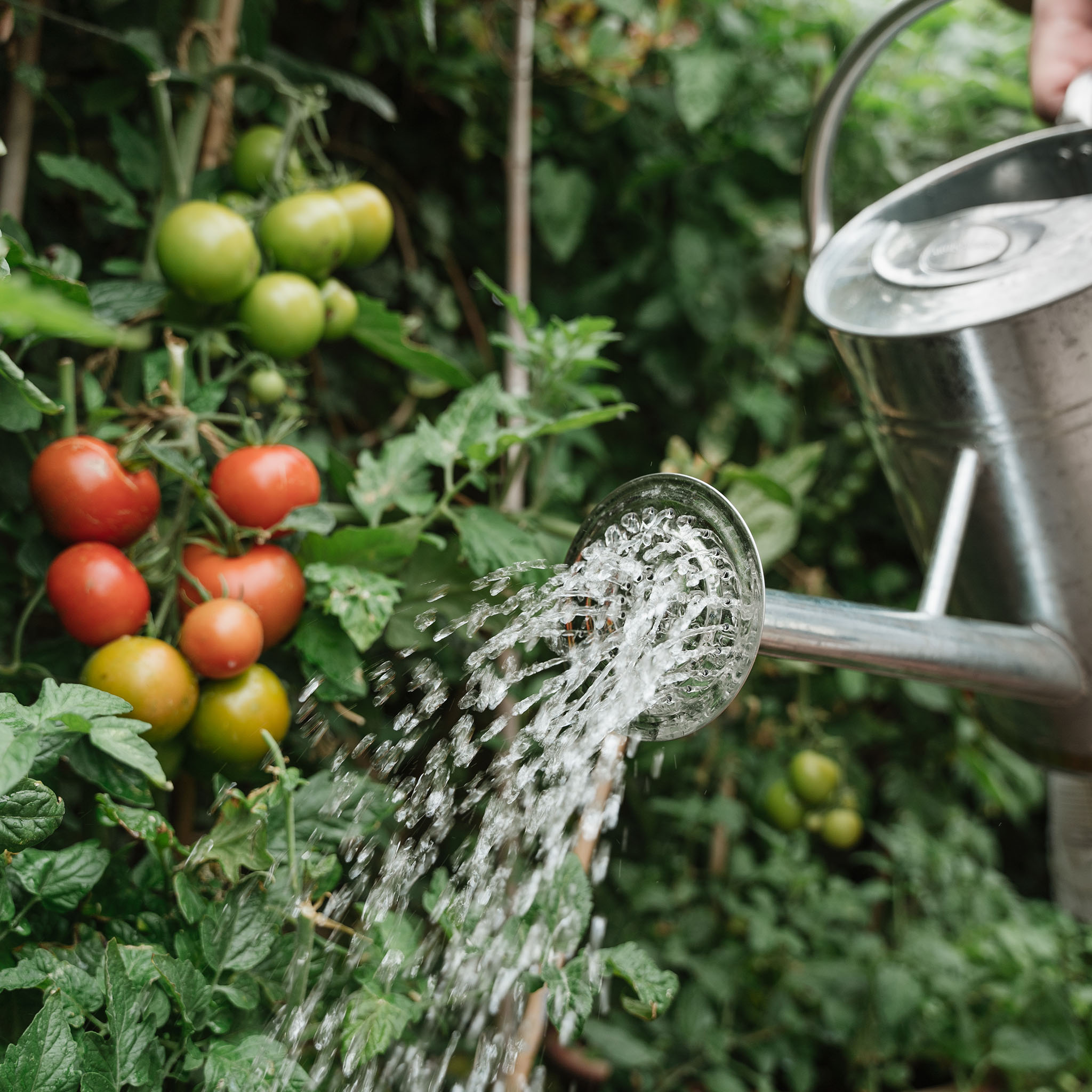 watering tomatoes how to grow