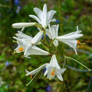 august gardening jobs madonna lily