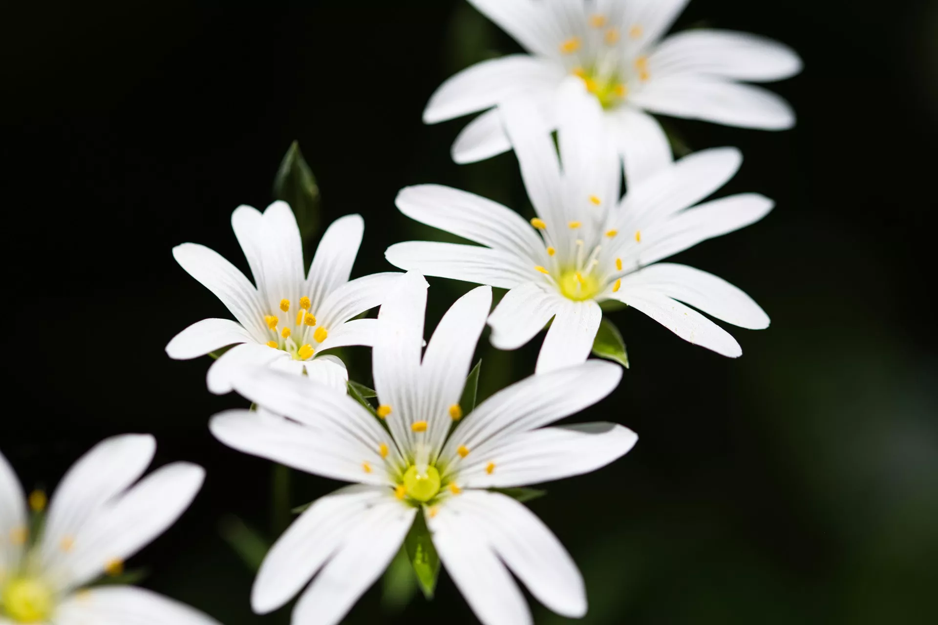 Chickweed