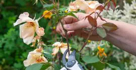 How to Prune Roses