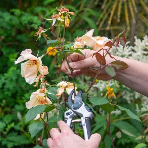 deadheading roses with eversharp august gardening
