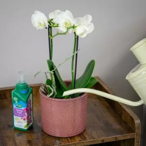 how to care for an orchidhow to care for an orchid