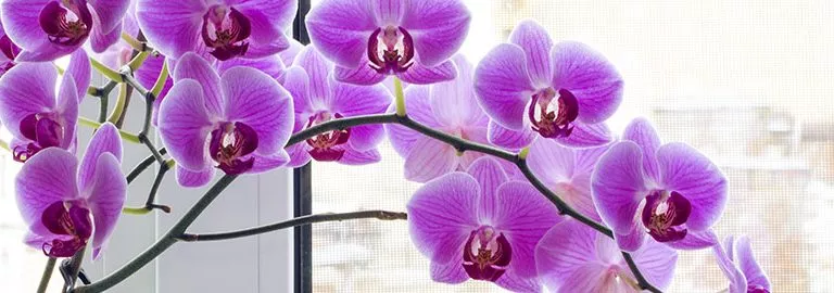 how to care for an orchid