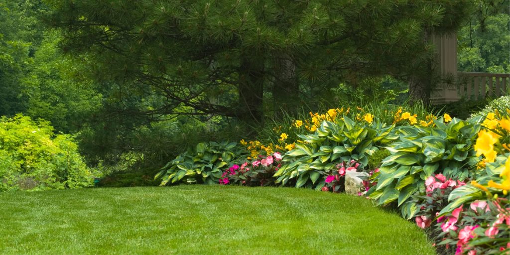 Green lush lawn and borders