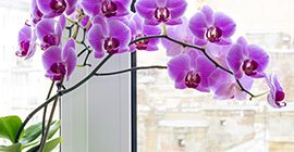 how to care for an orchid