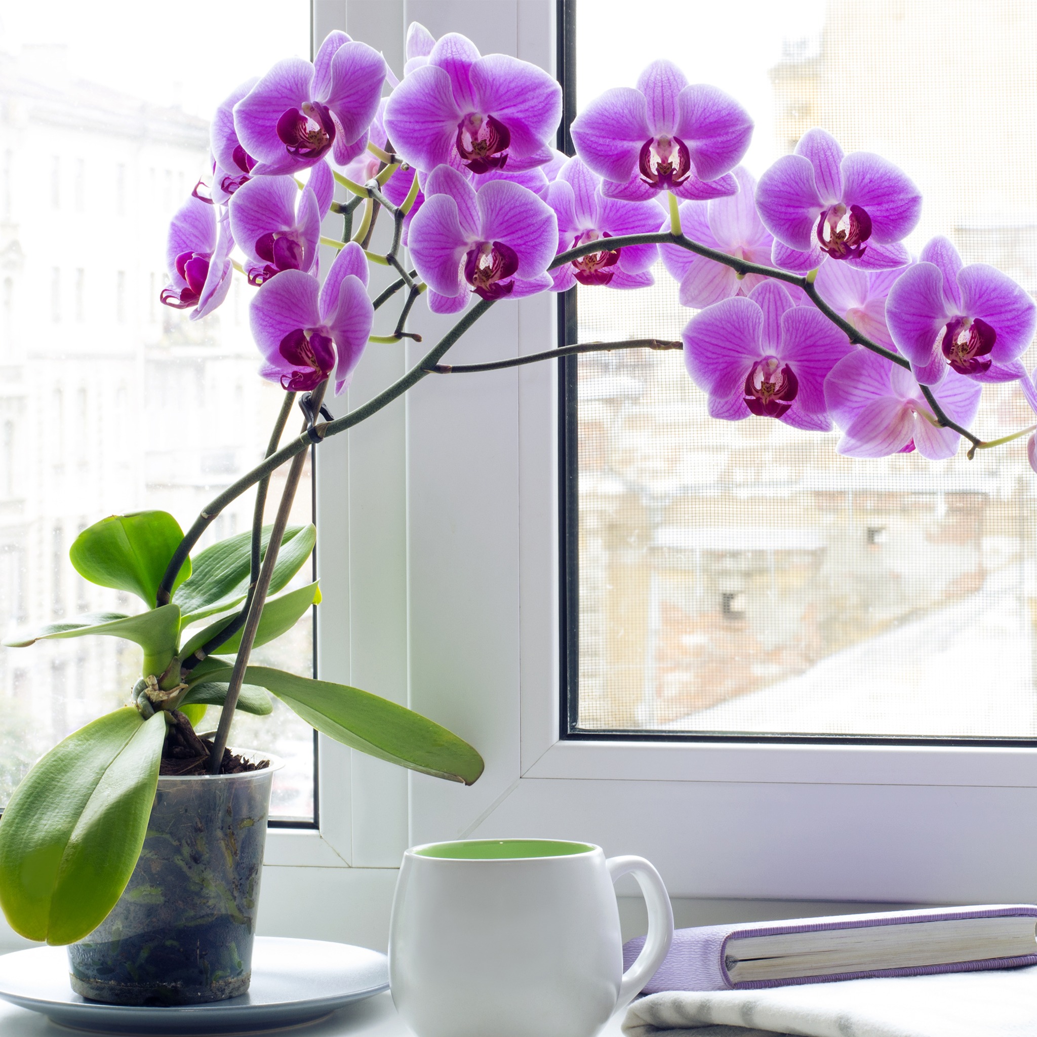 orchid on window