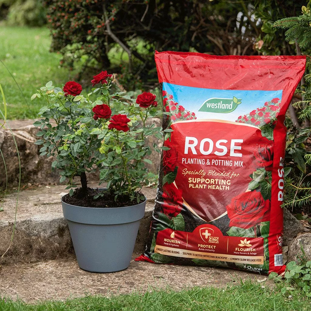 potted rose and compost