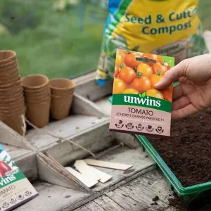 growing tomatoes from seed