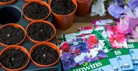 Time to Sow Sweet Peas