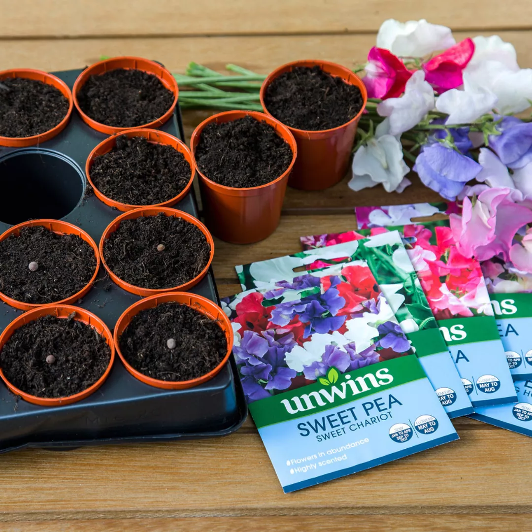 sweet pea seeds to sow in march