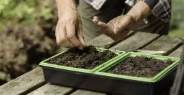 Seeds to Sow in March