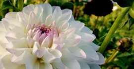 How to Grow Dahlias