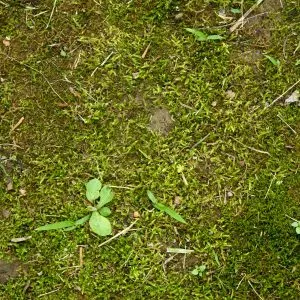 moss on lawn
