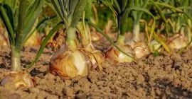 How to Grow Onions