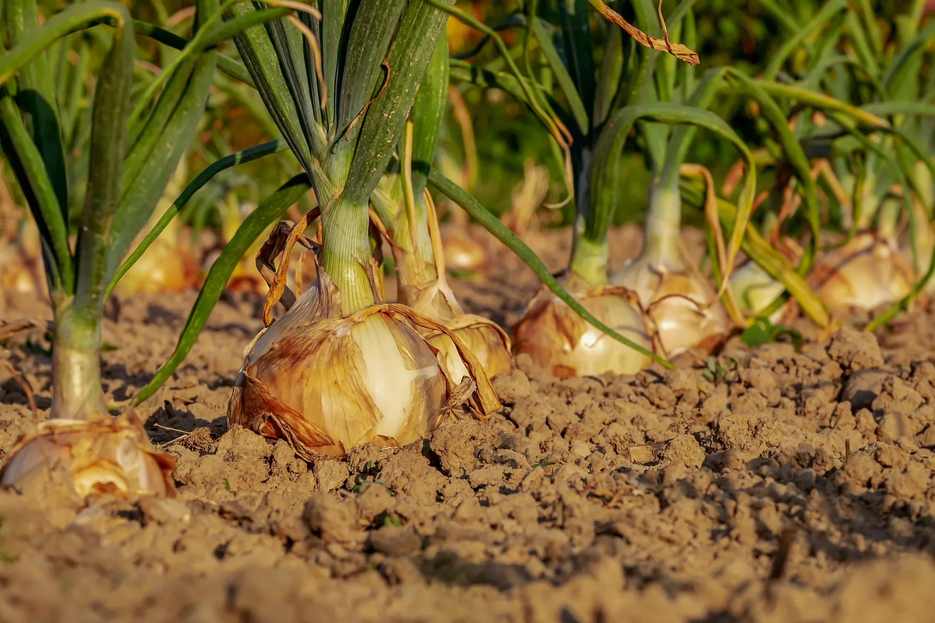 onions in ground