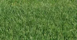 How to create a thick lawn