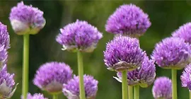 Top 5 Summer Flowering Bulbs